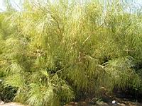 Genet blanc - Retama (en Corse) (01) (Photo F. Mrugala)